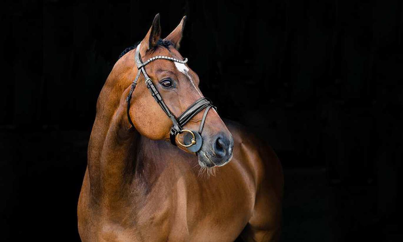 Vilket bett passar bäst till din häst